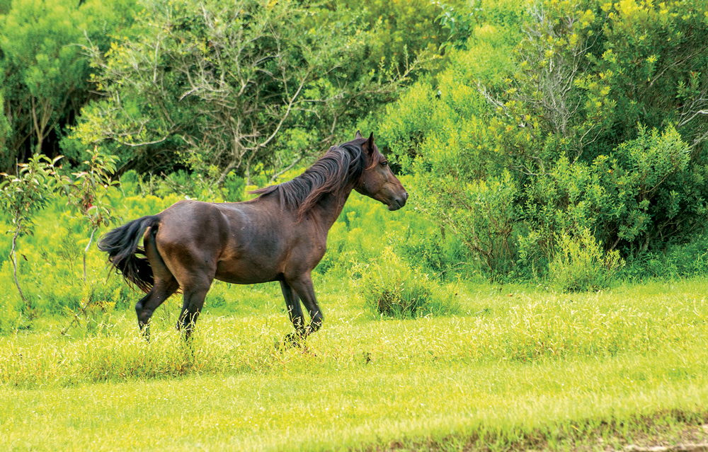 A wild Spanish Mustang - Back Country Safari Tours