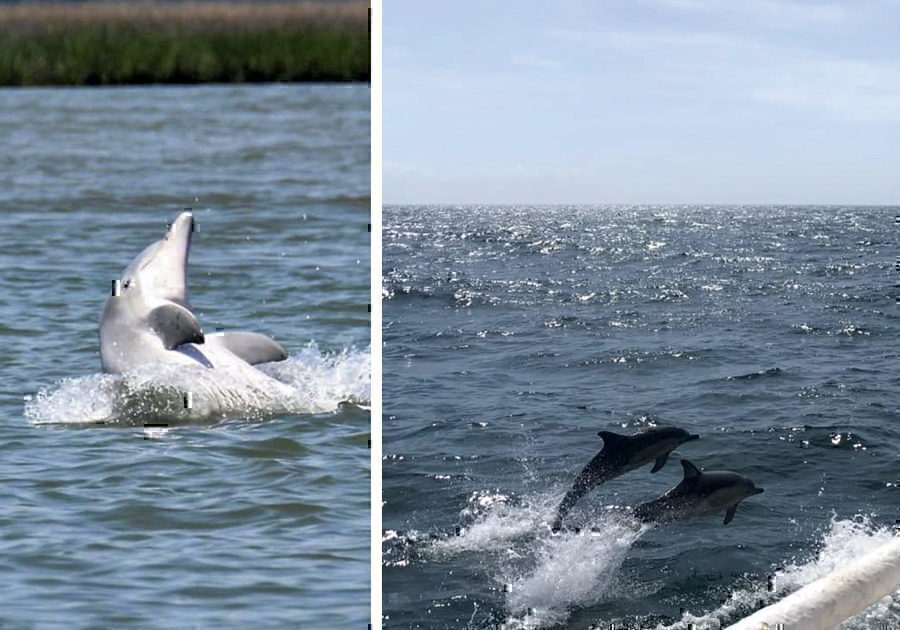 Dolphins playing in the sound - Miss Oregon Inlet
