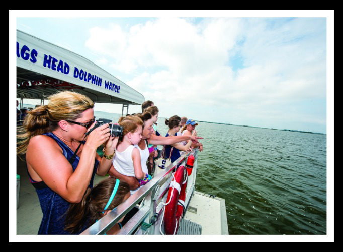 Adventurers watch and photograph dolphins from a Nags Head Dolphin Watch tour