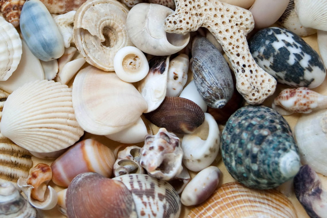 OBX Shelling Guide