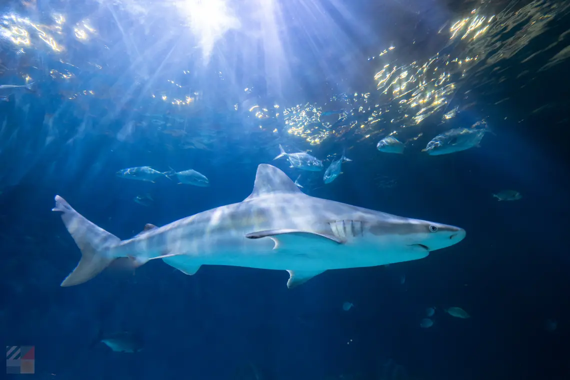 Fun Facts about Nags Head