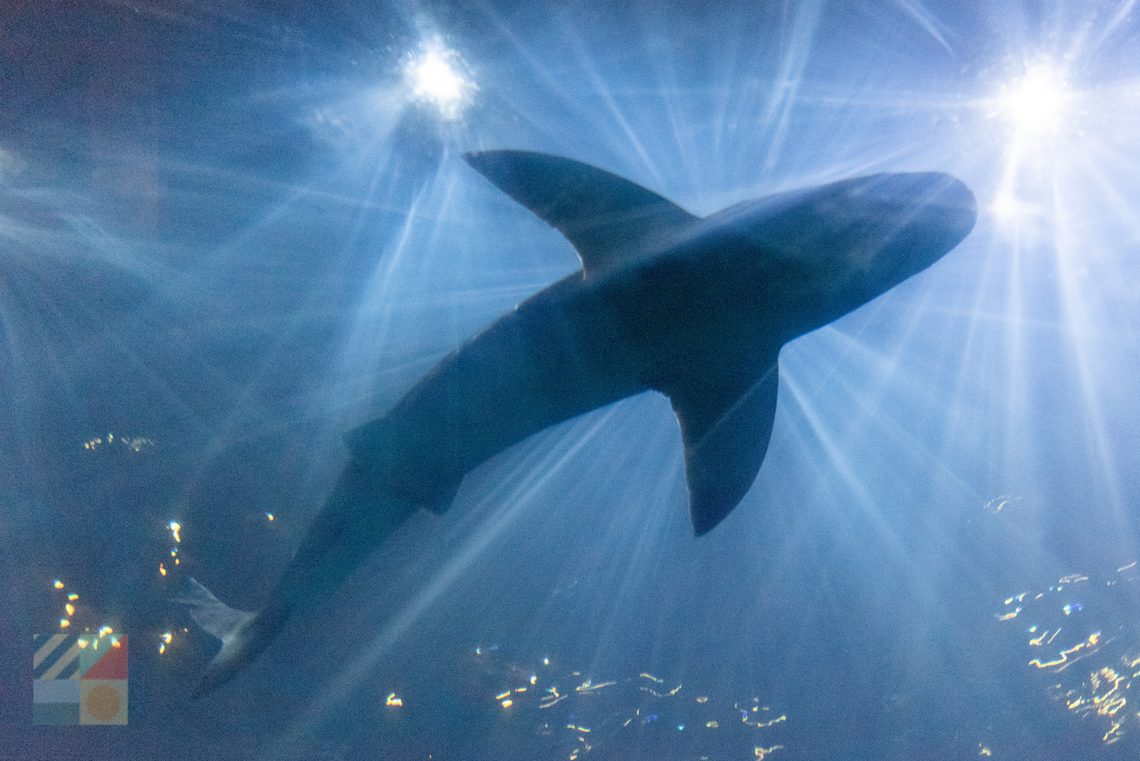 NC Aquarium
