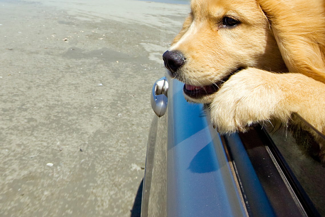 Outer Banks Pets Guide