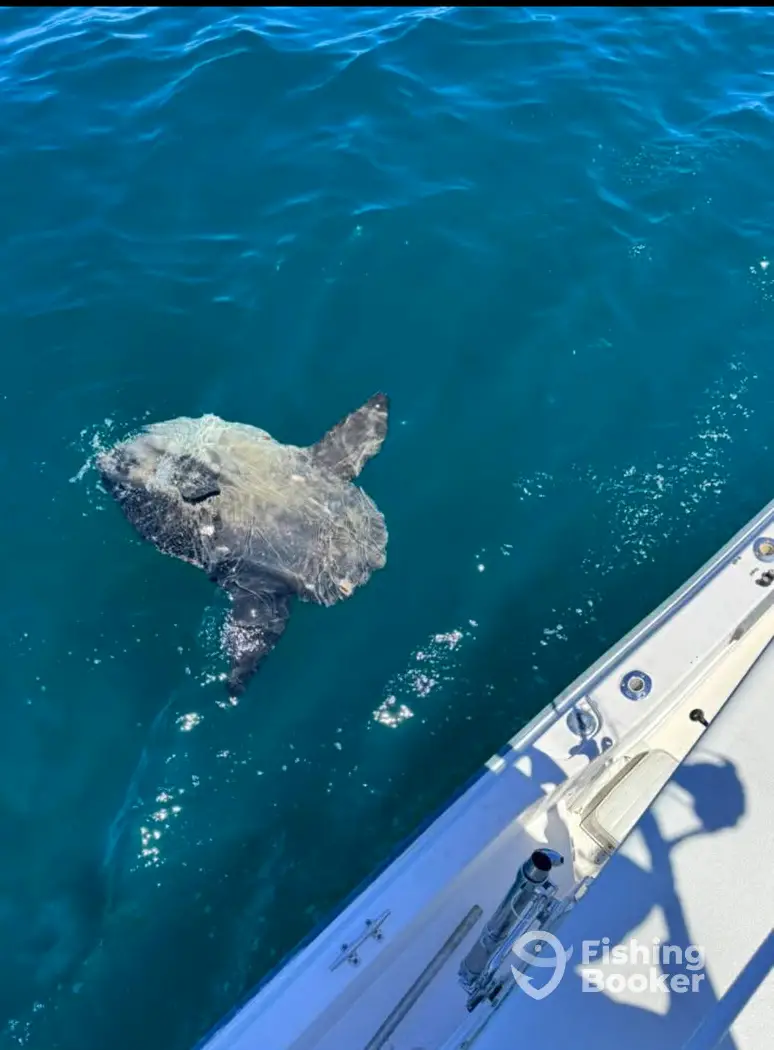 Tideline Charters charter image 6